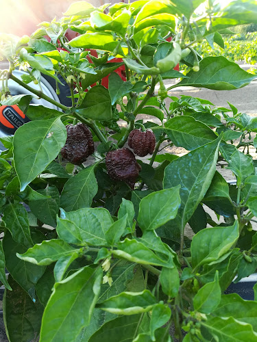 Magyar Chilis - Kertészkedő