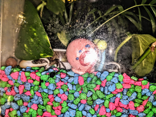 Tropical Fish Store «World Of Pets Inc», reviews and photos, 7199 Turfway Rd #2, Florence, KY 41042, USA