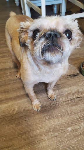 Pet Store «Market Street PET DEPOT», reviews and photos, 2979 S Market St, Gilbert, AZ 85295, USA