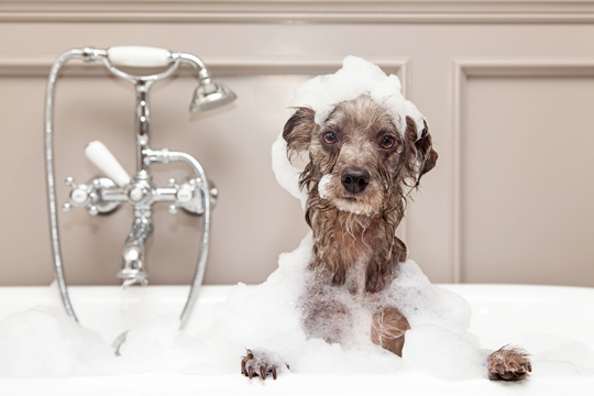Barking Bubbles Grooming & Boutique