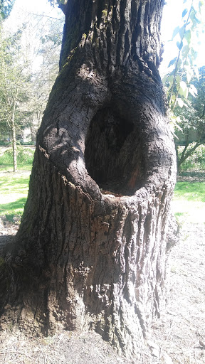 Park «Island Park», reviews and photos, 200 W B St, Springfield, OR 97477, USA