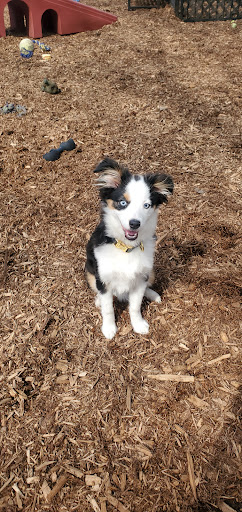 Pet Supply Store «The Hungry Puppy», reviews and photos, 1288 NJ-33, Farmingdale, NJ 07727, USA