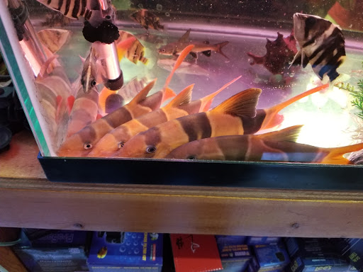 New Lucky Fish Aquarium & Pet Supply, 4818 8th Ave, Brooklyn, NY 11220, USA, 