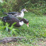 Photo n°7 de l'avis de Luigi.o fait le 31/08/2018 à 19:56 sur le  Agriturismo Shakei à Zappa