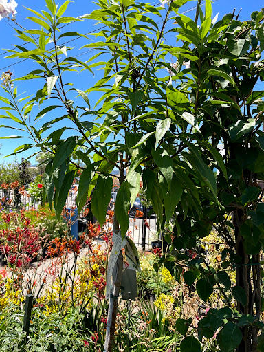 Plant Nursery «San Gabriel Nursery & Florist», reviews and photos, 632 S San Gabriel Blvd, San Gabriel, CA 91776, USA