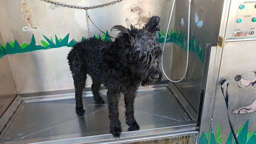 Lavadero Perros Vila Seca en Vila-seca, Tarragona
