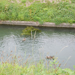 Photo n° 6 de l'avis de Agence.N fait le 17/05/2018 à 07:30 pour Maison du Marais à Saint-Omer