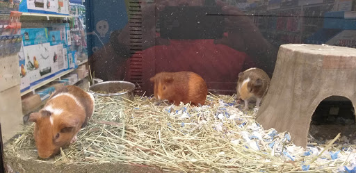 Pet Supply Store «PetSmart», reviews and photos, 7850 W Commercial Blvd, Lauderhill, FL 33351, USA