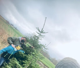 Hof Grundmann Partyservice und Erlebnishof Weihnachtsbäume selber schlagen photo