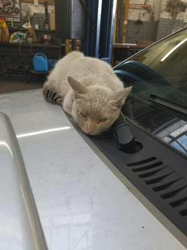 Car Repair and Maintenance «Midas», reviews and photos, 60-34 Eliot Ave, Maspeth, NY 11378, USA