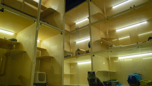 Гостиница для кошек и груминг салон MEOW-MEOW.RU