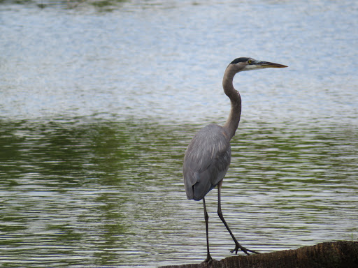 Boat Tour Agency «River Lilly Cruises», reviews and photos, 500 E Prima Vista Blvd, Port St Lucie, FL 34983, USA