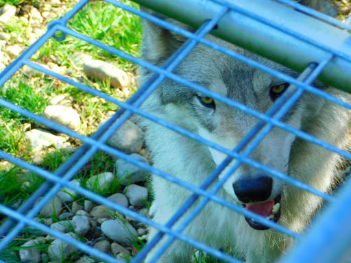 Zoo «Cougar Mountain Zoo», reviews and photos, 19525 SE 54th St, Issaquah, WA 98027, USA