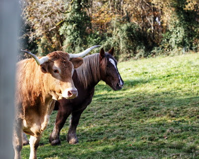 Ferme Lait P'tits Bearnais à Castétis