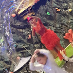 Photo n°1 de l'avis de Alessandro.a fait le 16/11/2018 à 22:01 sur le  Atlantica Family Restaurant à Cesenatico