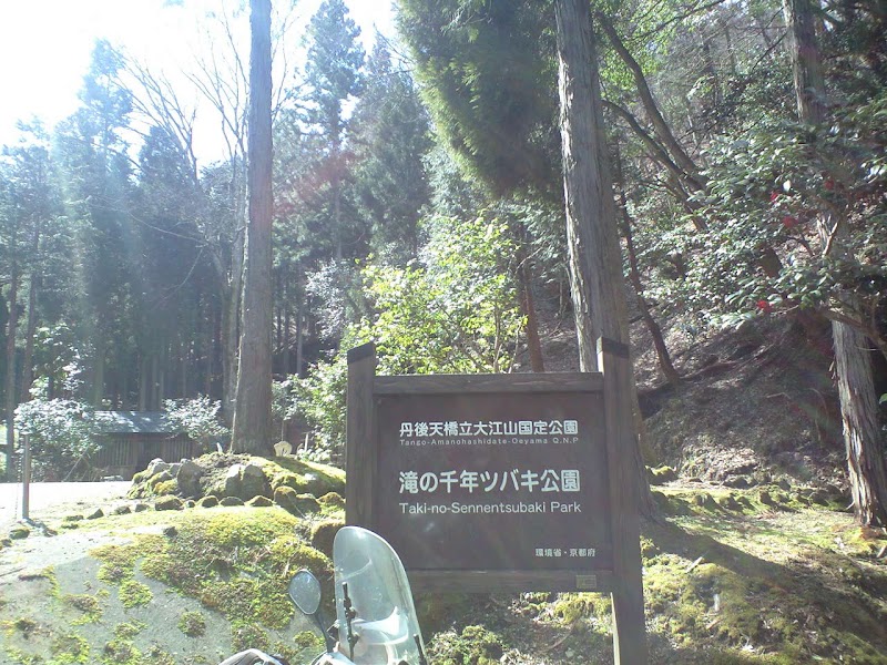 滝の千年ツバキ公園