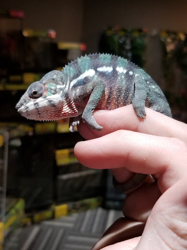 Pet Store «Paws Natural Pet Emporium», reviews and photos, 8551 W Gage Blvd, Kennewick, WA 99336, USA