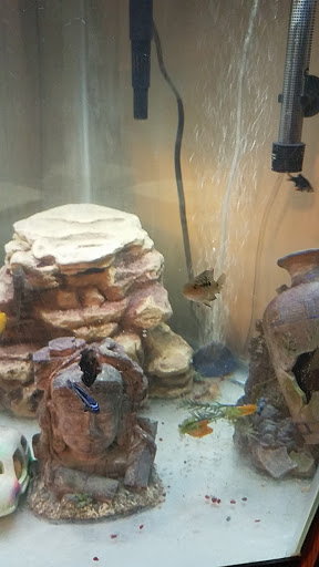 Pet Supply Store «Pet Supplies Plus», reviews and photos, 3040 Cromer Ave NW, Canton, OH 44709, USA