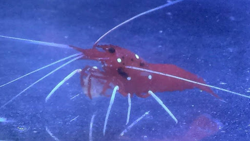 Tropical Fish Store «Reef Oasis», reviews and photos, 7669 Mentor Ave, Mentor, OH 44060, USA