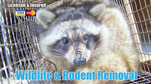Wildlife & Rodent Removal of St Louis