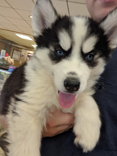 Pet Store «Perfect Pets», reviews and photos, 6840 S University Blvd #410, Centennial, CO 80122, USA