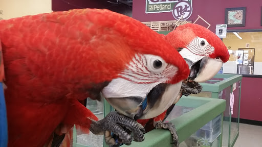 Pet Store «Petland Plano», reviews and photos, 1301 Custer Rd #405, Plano, TX 75075, USA