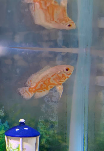 Pet Store «Something Fishy Pets», reviews and photos, 29 Towne Centre Ln, Fox Lake, IL 60020, USA