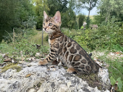 Cullinan Bengal - Élevage de chats Bengal / Chatons Bengal à Abbéville-la-Rivière