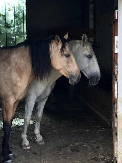 Reiten Kremstal