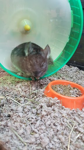 Pet Supply Store «PetSmart», reviews and photos, 3500 Ross Clark Cir, Dothan, AL 36303, USA