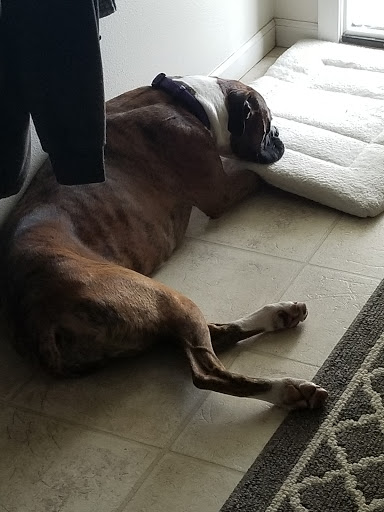 Pet Supply Store «Pet Supplies Plus», reviews and photos, 713 Brandilynn Blvd, Cedar Falls, IA 50613, USA