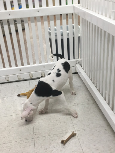 Pet Store «Pets Plus - Quakertown», reviews and photos, 117 S West End Blvd, Quakertown, PA 18951, USA