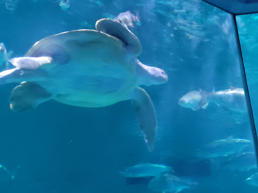 Aquarium «Audubon Aquarium of the Americas», reviews and photos, 1 Canal St, New Orleans, LA 70130, USA