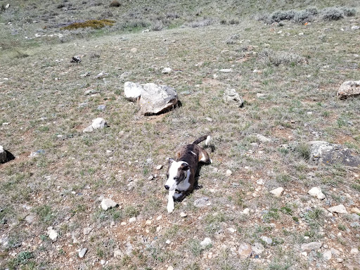 Lifetime Small Animal Hospital: Dr. Rebecca Wilkinson Prior image