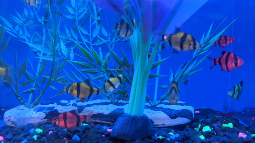 Pet Supply Store «PetSmart», reviews and photos, 100 108th Ave NE, Bellevue, WA 98004, USA