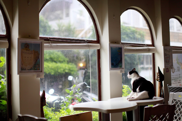 Photo 8 of Coffee Door & Meo-woo 貓雜貨咖啡館