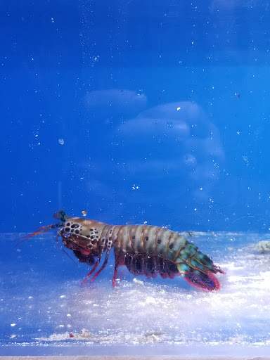 Pet Store «Reeftop Aquariums-Pet Boutique», reviews and photos, 13250 SW 87th Ave, Miami, FL 33176, USA