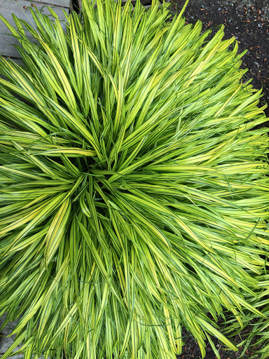 Park «Wilburton Hill Park», reviews and photos, 12400 Main St, Bellevue, WA 98005, USA