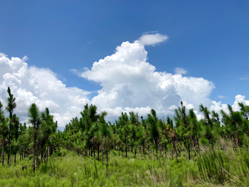 Nature Preserve «Duette Preserve», reviews and photos, 2649 Rawls Rd, Parrish, FL 34219, USA