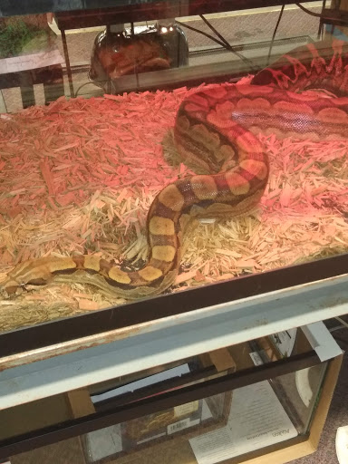 Pet Store «Wet Pet & Reptile Center», reviews and photos, 429 Eastern Blvd, Essex, MD 21221, USA
