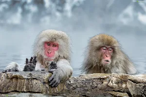 Snow Monkey Park (Jigokudani Yaen Koen) image