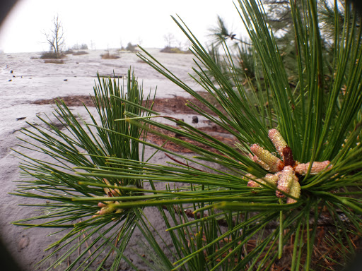 Nature Preserve «Davidson-Arabia Nature Preserve», reviews and photos, 3787 Klondike Rd, Lithonia, GA 30038, USA