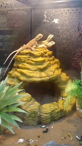 Pet Supply Store «PetSmart», reviews and photos, 139 Rolling Hills Cir, Easley, SC 29640, USA