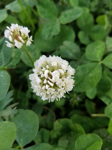 Park «Gregory Mill Park», reviews and photos, 390 Enon Springs Rd E, Smyrna, TN 37167, USA