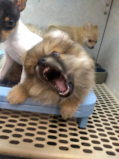 Pet Store «Pet City Pet Shops», reviews and photos, 750 Citadel Dr N # 2092, Colorado Springs, CO 80909, USA