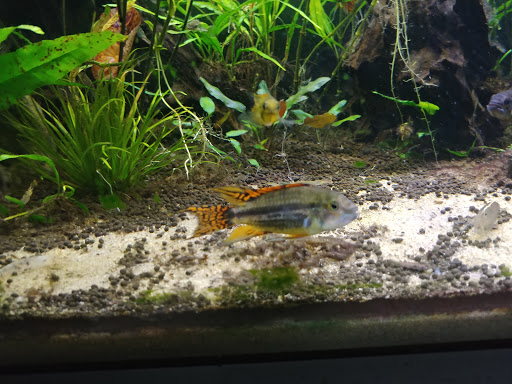 Tropical Fish Store «Ocean Design Aquarium», reviews and photos, 7542 W Addison St, Chicago, IL 60634, USA