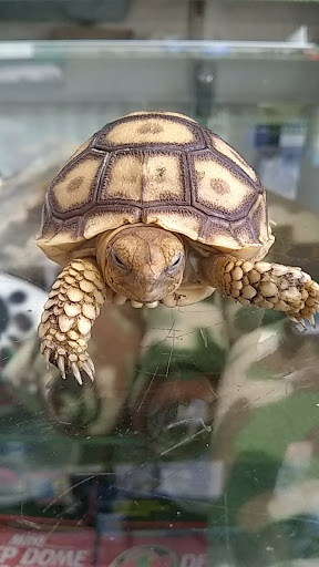 Pet Store «Paraiso De Aves», reviews and photos, 1836 W 47th St, Chicago, IL 60609, USA