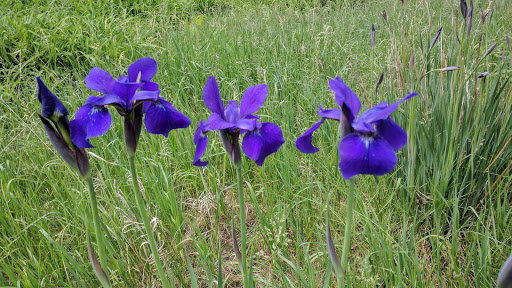 Golf Course «Bellwood Oaks Golf Course», reviews and photos, 13239 210th St E, Hastings, MN 55033, USA
