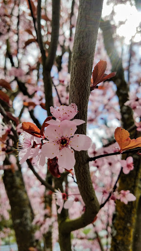 Park «Mt. Scott Park», reviews and photos, SE 72nd Ave & Southeast Harold Street, Portland, OR 97206, USA