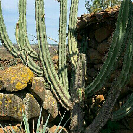 Vivero 🦅 AguilaReal l